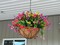 Summer Floral Arrangement – Artificial Faux Hanging Plants with Daisy Flowers and Eucalyptus Basket, UV Resistant for Outdoor Porch Decoration